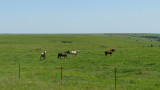 Mustangs near Grenola Kansas