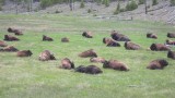 Slumber party, Yellowstone 2010.