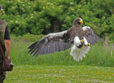 Skagen 17.06.2011 453.jpg