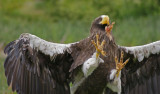 Skagen 17.06.2011 442.jpg