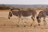 IMG_5940 - Somali wild ass 