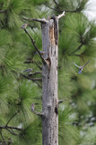 Eastern Bluebird tree.jpg