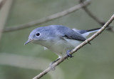 Blue-gray gnatcatcher