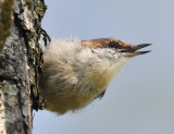 Brown-headed nuthatch