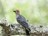 Red-bellied woodpecker