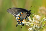 Pipevine Swallowtail8709.jpg