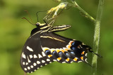 Palamedes Swallowtail
