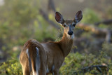 White tailed deer