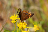 Common Buckeye