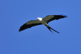 Swallow-tailed kite