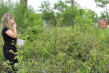 Blackberry picking