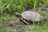 Gopher tortoise