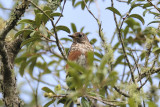 Eastern Bluebird (immature)