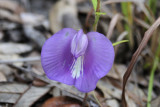 Climbing Butterfly-pea