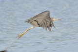 Little blue heron