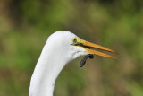 Great egret