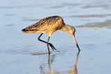 Marble godwit
