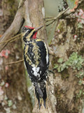 Yellow-bellied sapsucker