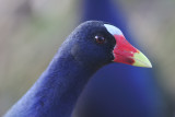 Purple gallinule