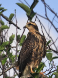 Snail kite (juvenile)