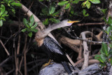 Anhinga