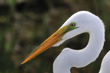 Great egret