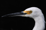 Snowy egret