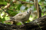 Eurasian collared dove