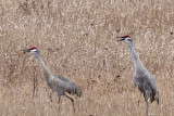 Sandhill cranes