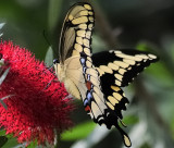 Giant swallowtail