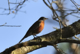 American robin