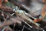 American bird grasshopper