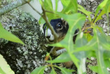 Fox Squirrel