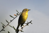 Palm warbler