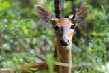 White tailed doe