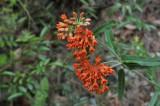 Orange Milkweed
