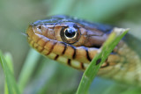 Banded water snake