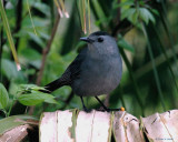 Gray Catbird - Circle B Reserve