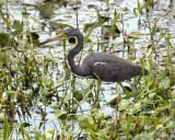 Tri-color Heron