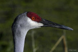 Sandhill Crane Watercolor 3-7-11