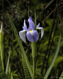 Wild Iris III 3-6-11