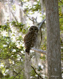 Barred Owl  3-16-11