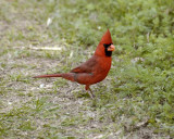 Male Cardinal 3-16-11
