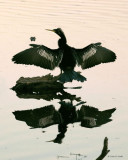 Young Anhinga Young Gator 3-17-11