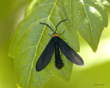 Grape Leaf Skeletonizer Moth 3-23-11