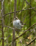 Sparrow 3-24-11