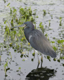 Tricolored Heron 3-24-11