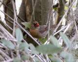 Female Cardinal 3-27-11