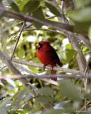 Male Cardinal 3-27-11