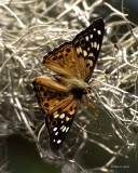 Male Hackberry Butterfly 3-27-11